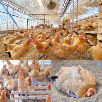 平飼い名古屋コーチン【王様のたまご】12個（11個+破卵補償分1個含み