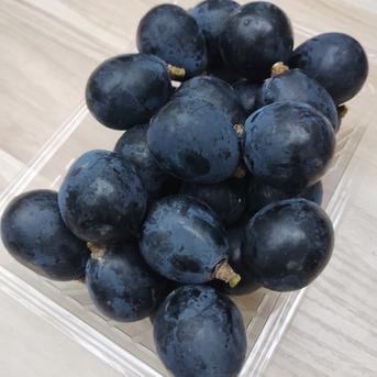 ナガノパープル粒パック 2.1kg ｜ 果物/ぶどう 産直アウル 農家