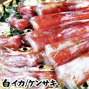 刺身用　白イカむき身（冷凍)約350g（3-10枚程度入）サイズ不揃い　個包装　（ケンサキ） 刺身用　白イカむき身（冷凍)約350g（3-10枚程度入）サイズ不揃い　個包装　 魚介類/イカ通販