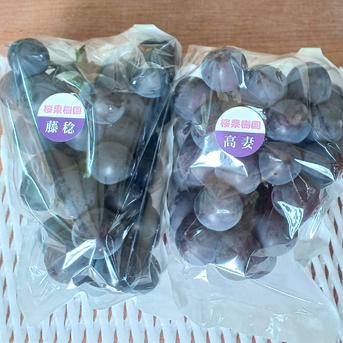種なし 黒ぶどう2種 藤稔 高妻 1kg(500g 2房) ｜ 果物/ぶどう 産直