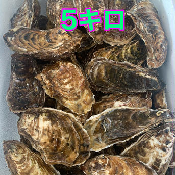 5キロ二箱　10キロ 10 魚介類/牡蠣通販