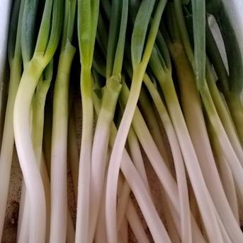 まるど農園の訳ありねぎ 2キロ 2キロ 野菜/ねぎ通販