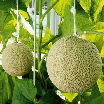 静岡クラウンメロン　山等級Mサイズ　1玉 約1.2～1.3Kｇ 果物/メロン通販
