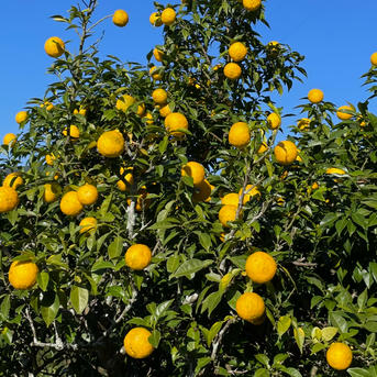 柚子＊ 秀・1箱＞「柚子」約2kg（秀L18玉前後） JAひがしうわ 東宇和