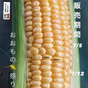 祭り』おおものとうもろこし2026 ｜ 野菜/とうもろこし 産直アウル