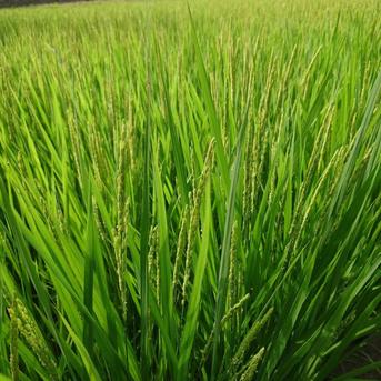玄米30kg」令和7年度宮城県産ひとめぼれ「環境保全米」 ｜ 米・穀物 