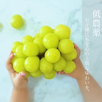 大特価】食べ比べセット 約2kg (サンシャインレッド2房+シャイン