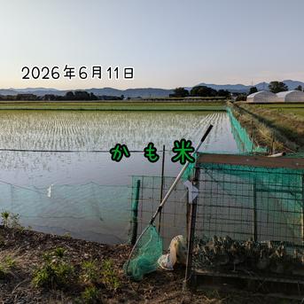 無農薬米新潟県産コシヒカリ10k ｜ 米・穀物/米/精米 産直アウル 農家