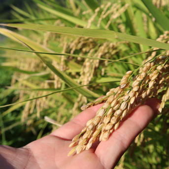 令和7年産 あきほなみ 無洗米 15kg | 米・穀物/米/精米 産直アウル