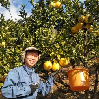 化学合成農薬栽培期間中不使用 土佐文旦 3kg 家庭用訳あり品 大玉