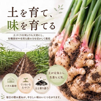 高知県産 朝採れ直送新生姜 箱込み10キロ ｜ 野菜/薬味 産直アウル