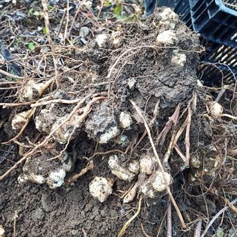 鹿児島県南九州市産菊芋　　50kg 鹿児島県産南九州市産 土付き菊芋50kg 【公式通販】