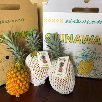 屋我地島の完熟スナックパイン🍍 3玉(1玉700g〜900g) 果物/パイナップル通販