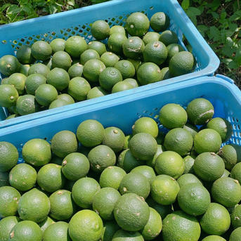 産地直送】大分県津久見産かぼす 2kg｜注文後収穫・送料無料 ｜ 果物