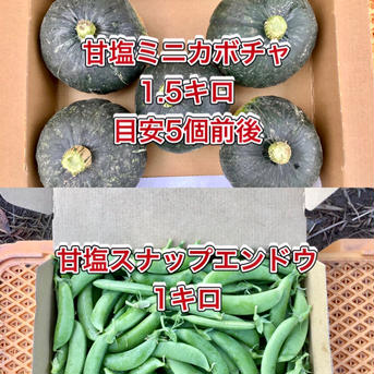 【鹿児島産】甘塩スナップエンドウ箱込み1キロ・ミニカボチャ箱込み1.5キロ^_^ 箱込み2.5キロ前後 野菜/野菜セット・詰め合わせ通販