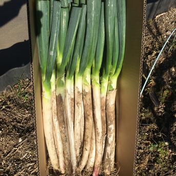 数量限定!値下げ 無くなり次第終了いたします、お早めにご注文ください