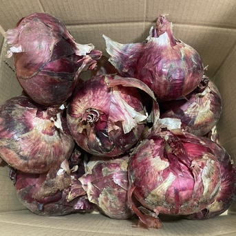 新玉ねぎ【湘南レッド】大玉サイズ10個前後 ｜ 野菜/玉ねぎ 産直アウル