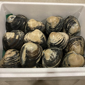 苫小牧産　活ホッキ貝　10個 ホッキ10個 魚介類/その他魚介通販