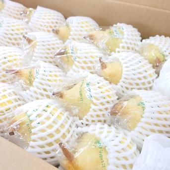 ル・レクチェ　小玉お買い得箱　たっぷり約5kg入り 約5kg 果物/梨通販