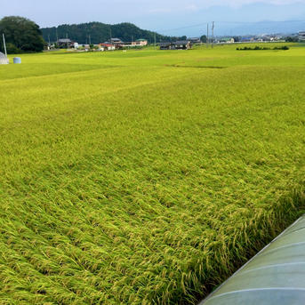 愛媛県西条産 にこまる 白米 9キロ ｜ 米・穀物/米/精米 産直アウル