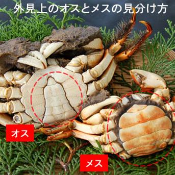 活モクズガニ　計４ｋｇ　オス・メス混ざり （約1ｋｇ×４）　※大小混ざり【北海道、沖縄、離島配送不可】 活タイプ　計４ｋｇ【約1ｋｇ（5-10尾入）×４】オス・メス混ざり　※大小混ざり 魚介類/カニ通販
