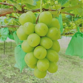 ◉2箱　シャインマスカット「摘み落とし」（500g×2P） 2kg（500g×4P） 果物/ぶどう通販