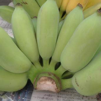 沖縄県産 アップルバナナ 1.5kg ｜ 果物/バナナ 産直アウル 農家・漁師