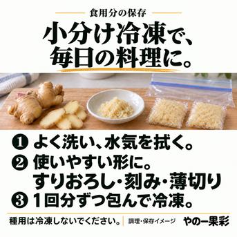 先行予約・11月5日発送開始】高知県産 土付き新生姜 3kg｜やの一果彩