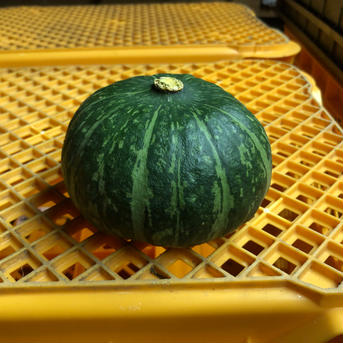 石川県珠洲産　エビスカボチャ 20kg 野菜/かぼちゃ通販