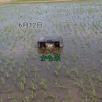 無農薬米新潟県産コシヒカリ15k | 米・穀物/米/精米 産直アウル 農家