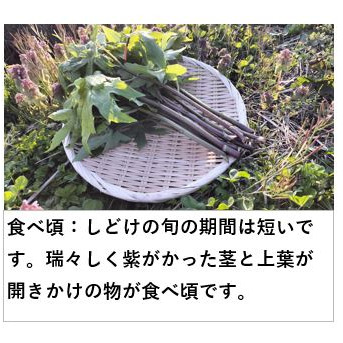 しどけ 雪国の香り！瑞々しい山菜の女王 約2000g 約2000g 野菜/その他野菜通販