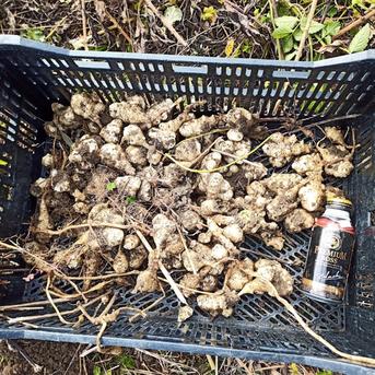 鹿児島県南九州市産菊芋　　50kg 鹿児島県産南九州市産 土付き菊芋50kg 【公式通販】