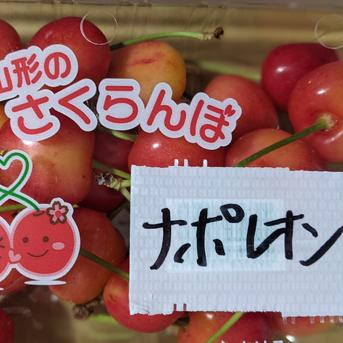 紅秀峰とナポレオン 800g 果物/さくらんぼ通販