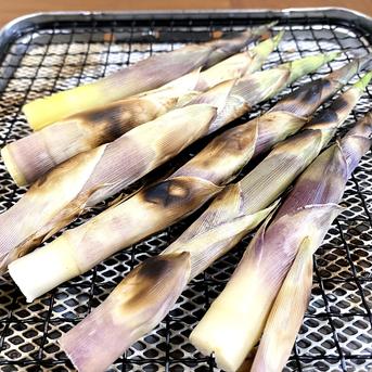 予約受付中 山形県産 天然月山筍２ｋｇ 一般には流通しにくい柔らかく瑞々しい細竹 2ｋｇ 野菜/山菜通販