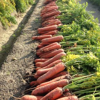 にんじんちゃん専用 おやさいぬいぐるみ にんじん | 雛人形（ひな人形）・五月人形の吉徳