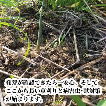 新生姜 1kg 農薬栽培期間中不使用･無肥料 熊本県産 露地 1kg 野菜/その他野菜通販