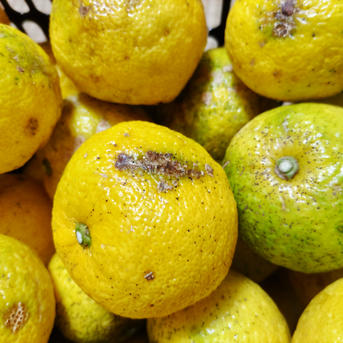 本柚子8kg 訳あり品 | 果物/香酸柑橘(ライム・レモン等) 産直アウル