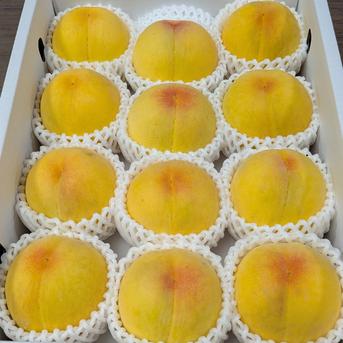 ゴールデンピーチいっぱい贅沢セット！ ｜ 果物/もも 産直アウル 農家