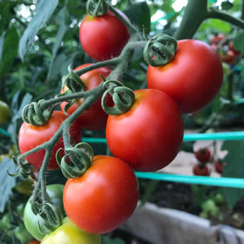 食べ比べ😋湖国のミニトマト5種類以上詰め🍅 ミニトマト5色以上3.8㌔ 野菜/トマト通販