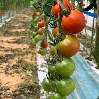 ⑤ソムリエミニトマト　プラチナ１kgとダイヤ１kgの食べ比べセット 2kg 野菜/トマト通販