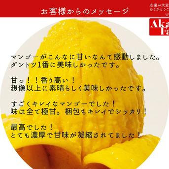 マンゴーの王道！『アーウィン』1.5kg秀品 約1.5kg 果物/マンゴー通販