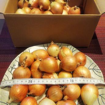 やさしい風の肥料・農薬不使用自然栽培小玉ねぎ20キロ 20キロ 野菜/玉ねぎ通販