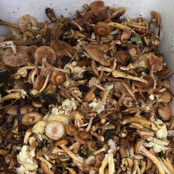 販売終了間近❗️秋田の代表的なキノコ🍄　沢モタシの水煮袋詰め　500g 500g 野菜/野菜の加工品通販