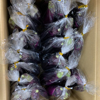 明日で今シーズン終了します🙏あと少し販売するよー 9kg以上 野菜/茄子通販