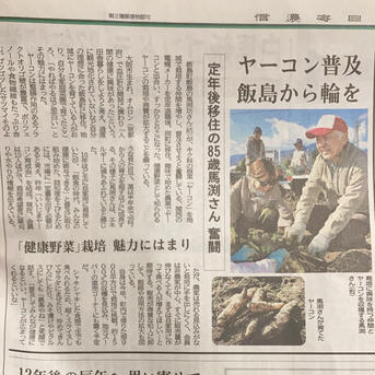 今が旬！！長野県産ヤーコンおためし 1kg  農薬不使用 1.0kg 野菜/その他野菜通販