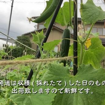 無農薬栽培 きゅうり （無農薬キュウリ）Cucumber 訳あり3本 無農薬きゅうり3本 野菜/きゅうり通販
