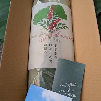 クール便】朝堀り！農家直送！ 新鮮レンコン「松」3キロ | 野菜/蓮根