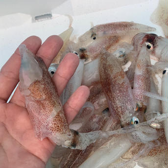食べ比べイカセット🦑　ヒイカ1k&ケンサキイカ中サイズ500g、大サイズ500g ヒイカ1kg(250g×4)  ケンサキイカ中500g(250g×2)  大500g(250g×2) 魚介類/イカ通販