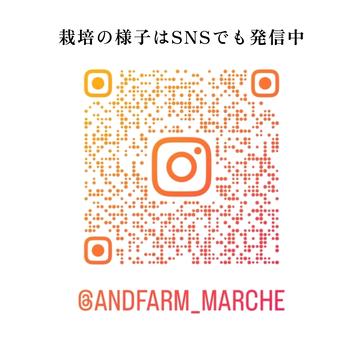 幸茜｜夏を彩る今季ラストの桃 5kg・11〜16玉 ｜ 果物/もも 産直アウル