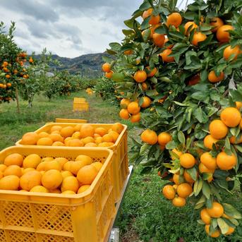 有田みかん【サイズ混合】8kg(箱込) ｜ 果物/温州みかん 産直アウル